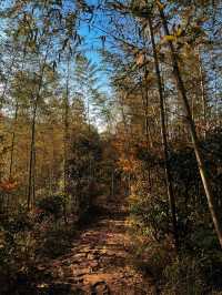 太華山秋冬奇遇：竹海仙氣與酸腿並存！