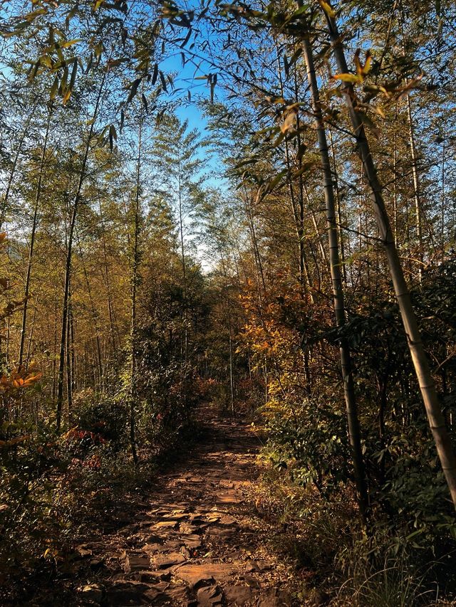 太華山秋冬奇遇：竹海仙氣與酸腿並存！