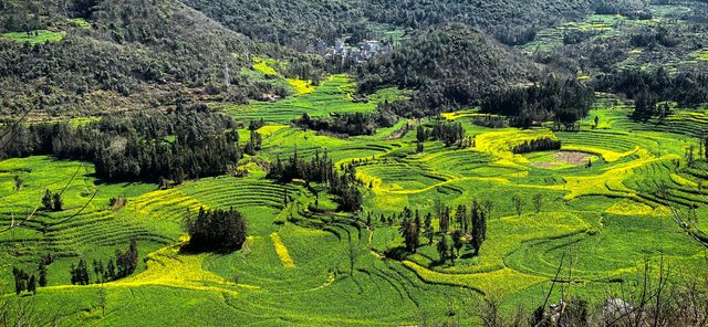 峰叢花田醉我心