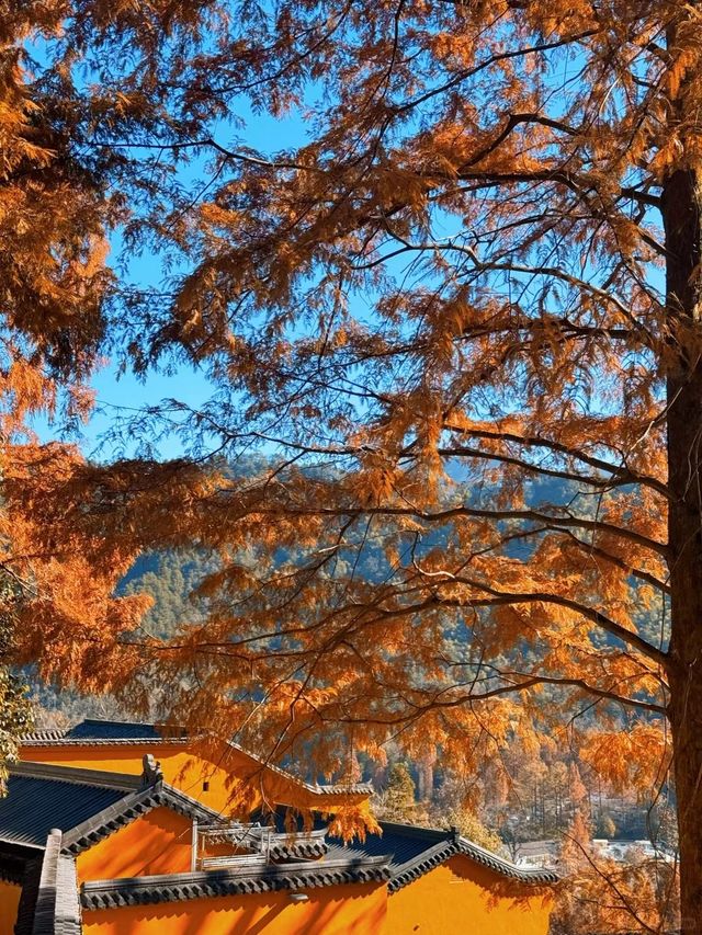 九華山仙境｜12月必打卡機位