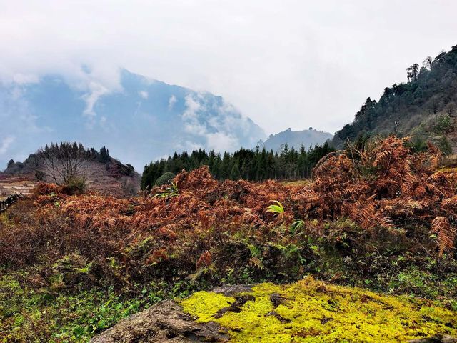 神秘的黑竹溝 神秘的黑竹溝