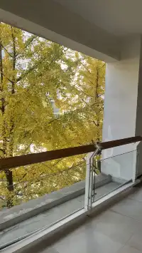 11月28日實況!局門路銀杏濃度已達85%