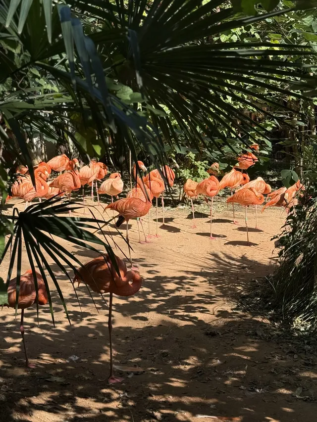 南京紅山，顛覆了我對動物園的認知(͒ ⓿ᴥ⓿ )͒