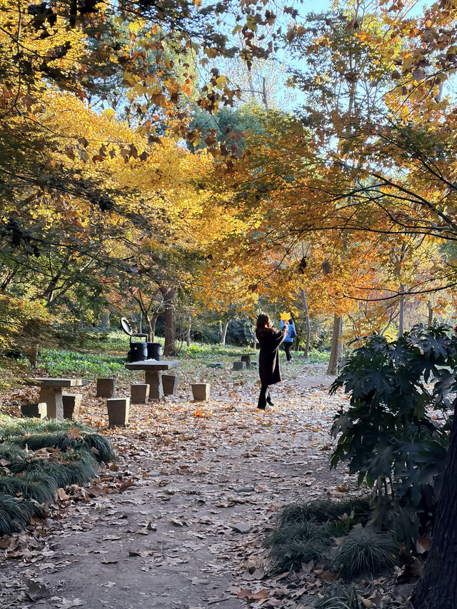 12月共青楓葉紅了銀杏黃了(附出片打卡點) 12月共青楓葉紅了銀杏黃了(附出片打卡點)