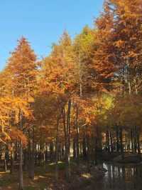 杭州1h直達!寧國方塘落羽杉林小眾賞秋全攻略