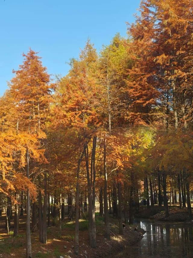 杭州1h直達!寧國方塘落羽杉林小眾賞秋全攻略 杭州1h直達!寧國方塘落羽杉林小眾賞秋全攻略