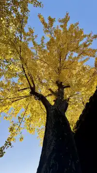 為了一棵樹來了瞻園|全屏感受金陵第一園