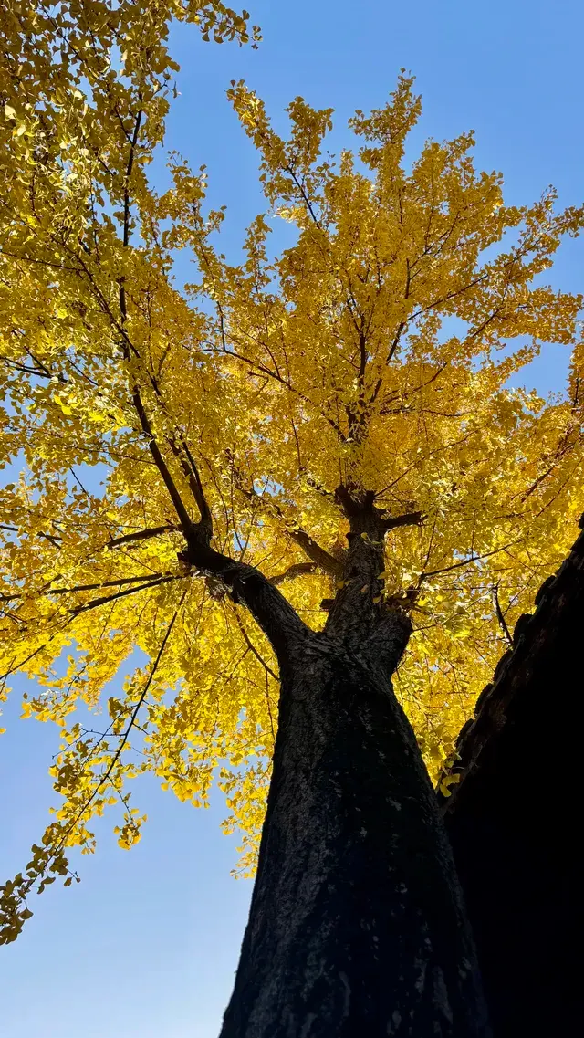 為了一棵樹來了瞻園|全屏感受金陵第一園 為了一棵樹來了瞻園|全屏感受金陵第一園