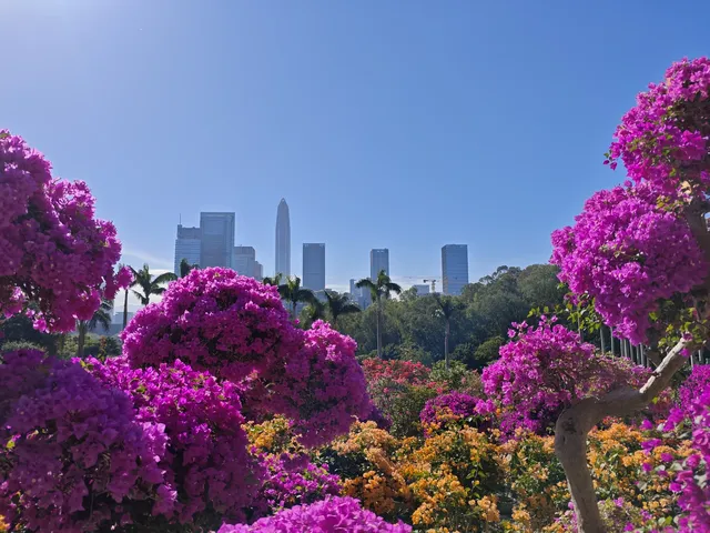 登頂深圳蓮花山：城市綠肺中的登頂之旅