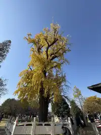 南京千年銀杏|原片直出無濾鏡