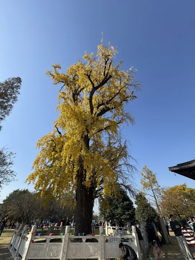 南京千年銀杏|原片直出無濾鏡 南京千年銀杏|原片直出無濾鏡