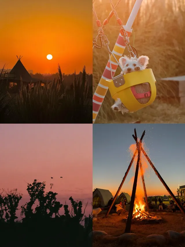 蘇州陽澄湖｜帶快樂小狗來草坪撒歡打滾