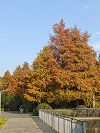 此時，武漢東湖美得不像話免費停車！