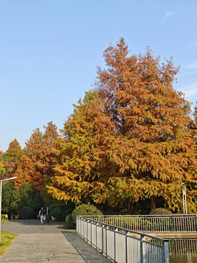 此時，武漢東湖美得不像話免費停車！