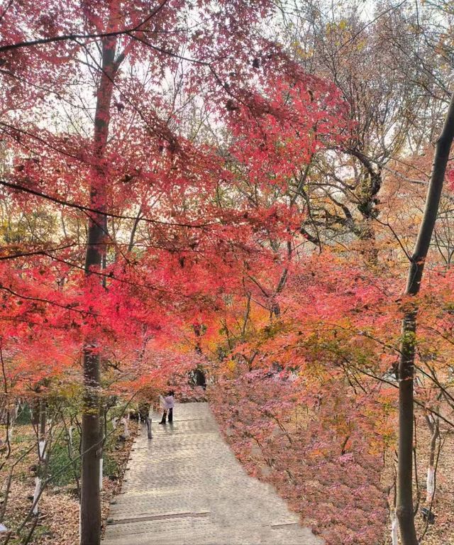 南京棲霞山的楓葉紅了 南京棲霞山的楓葉紅了