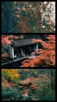 吊打京都沒人告訴我杭州的秋天這麼頂啊