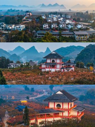 恭城的柿子紅了