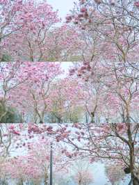 12.11拍|深圳紫花風鈴木開滿啦