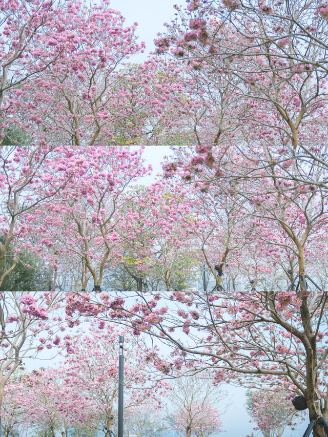 12.11拍|深圳紫花風鈴木開滿啦 12.11拍|深圳紫花風鈴木開滿啦