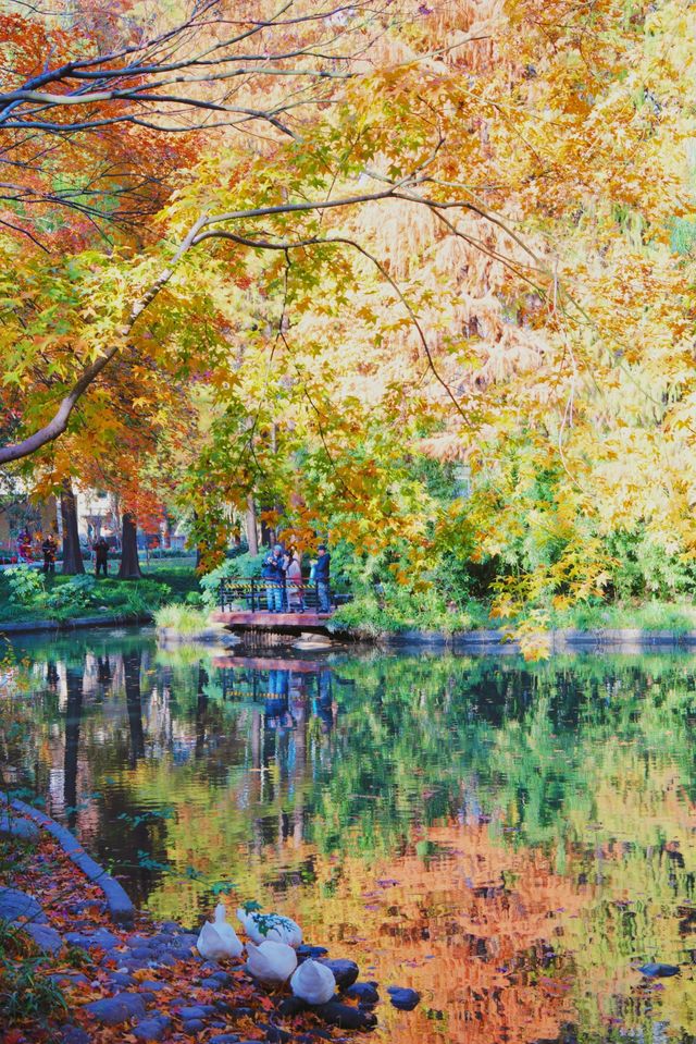 魔都市中心的“小京都”!延中廣場公園秋日拍照封神攻略 魔都市中心的“小京都”!延中廣場公園秋日拍照封神攻略