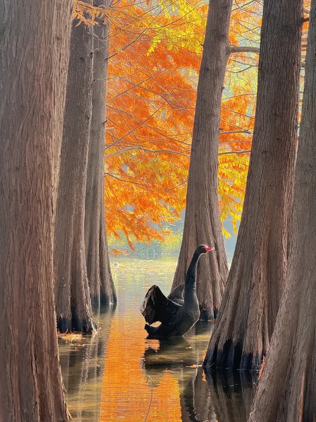 鐘山風景區精華指南含無人版梧桐大道 鐘山風景區精華指南含無人版梧桐大道