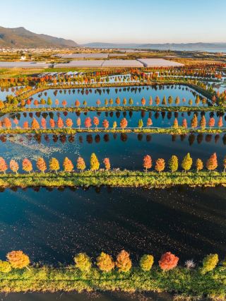 秋の最初のキャラメル色！石屏の異龍湖で、万本のメタセコイアが湖面を燃やす！