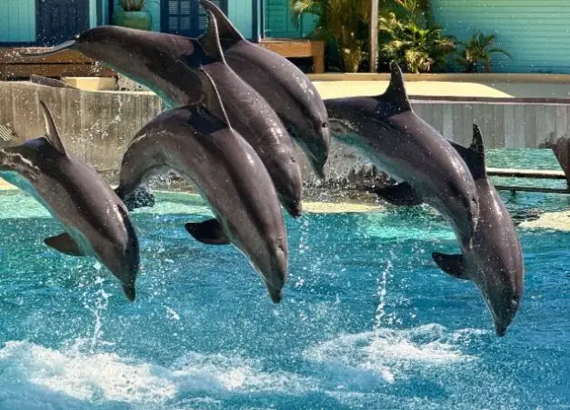 Orlando SeaWorld transforms into a Christmas Wonderland!
