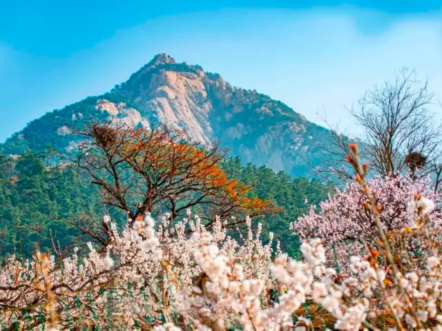 Cherry Blossoms Blooming in Drunken Spring Mountains