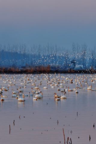 พบกับหงส์ไซบีเรียน้อย 10,000 ตัว
