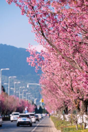 Идеальный гид по любованию сакурой в Куньмине