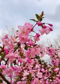 保定植物園｜滿園春色藏不住，百花齊放正當時