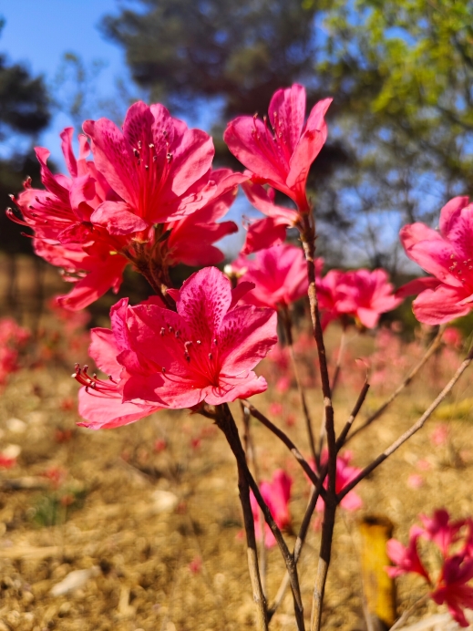 愛するこの満園の花海 | Trip.com 大連