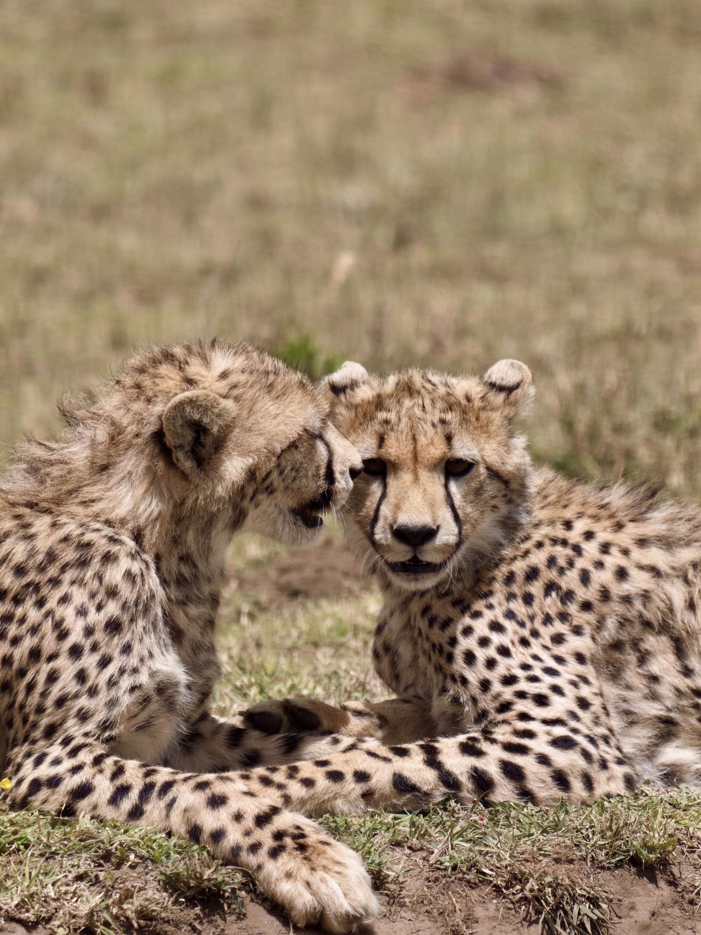 8-day Tanzania nanny-level guide quick code to save