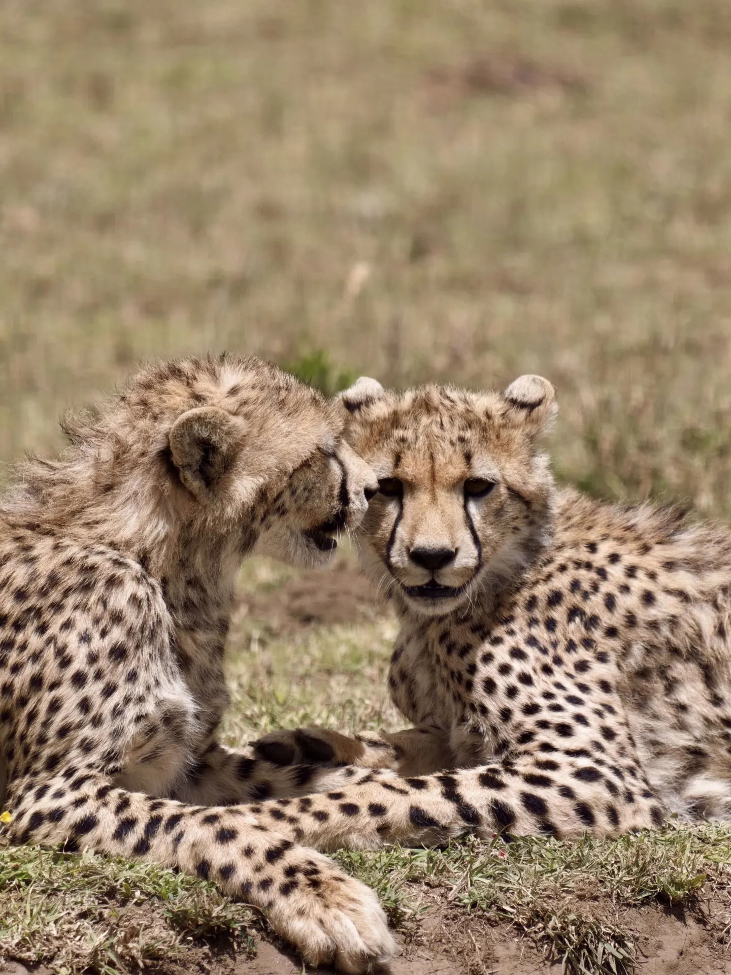 8-day Tanzania nanny-level guide quick code to save