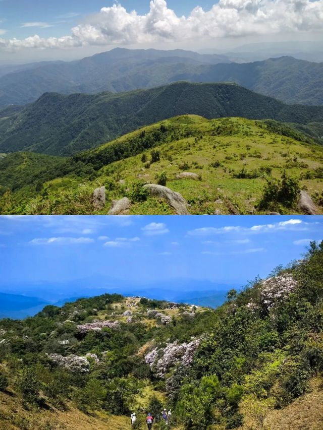 國慶遛娃寶藏地!羅定八排山免費高山草甸,帶娃徒步太治癒了!