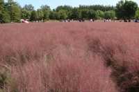 北京奧林匹克公園粉黛亂子草到了季節變色了