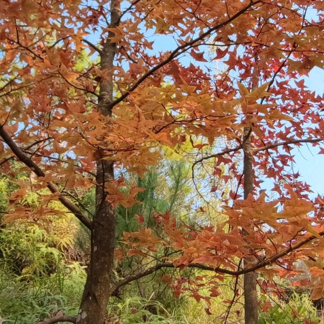 紅叶斜落我心寂寞時!