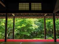 【京都市】青葉に映える緋毛氈🟥🌿