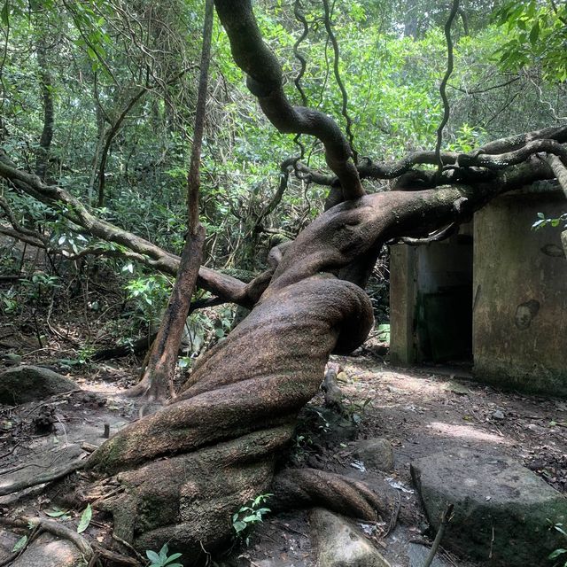 香港既竹林其實都可以好靚