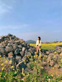 성산일출봉이 한 눈에 보이는 유채꽃 명소