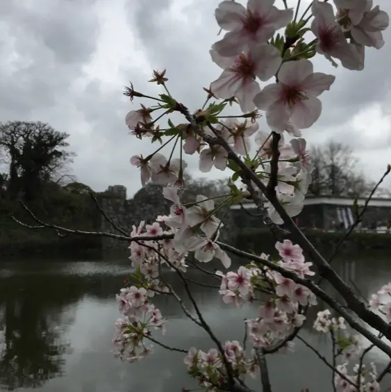 【舞鶴公園のさくらまつり】