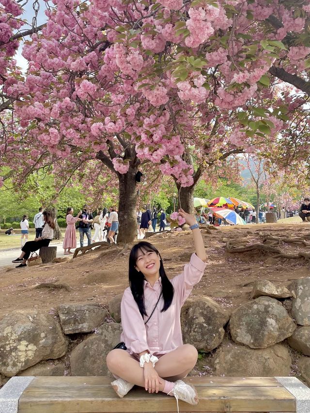 앞으로 2주 뒤 만날 수 있는 탐스런 겹벚꽃 세상🌸