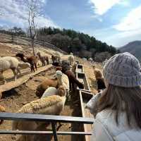 【 草泥馬牧場+南怡島+江村鐵路一天遊 】