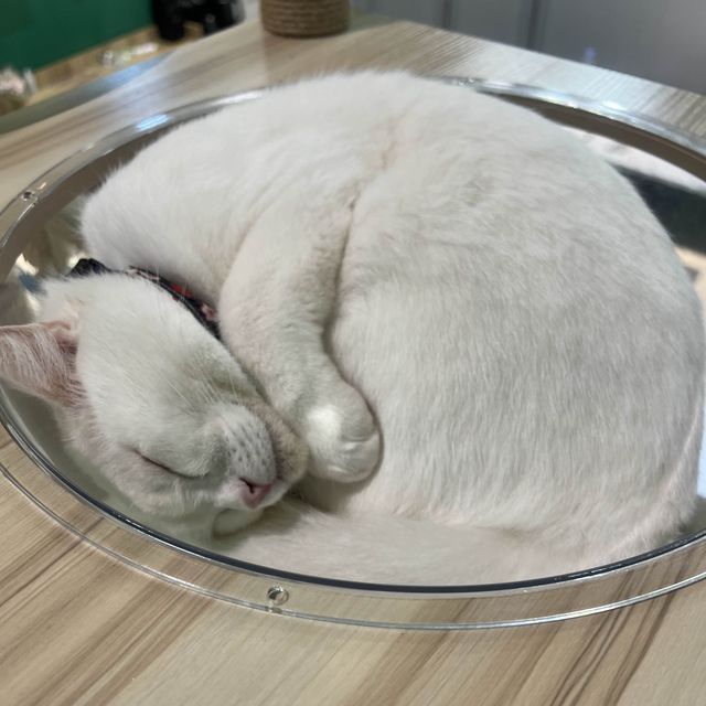 深圳可愛寵物咖❤️❤️❤️❤️