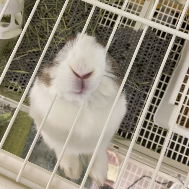 香港🇭🇰首間兔兔Cafe🐰
