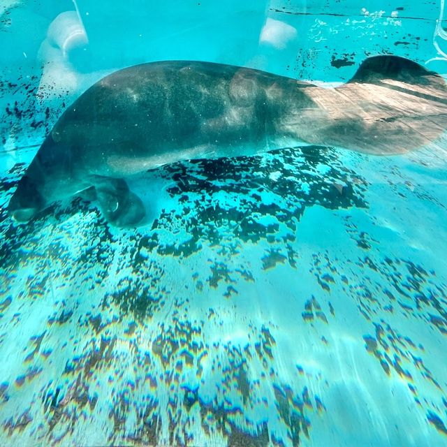 熱川バナナワニ園の動物たち