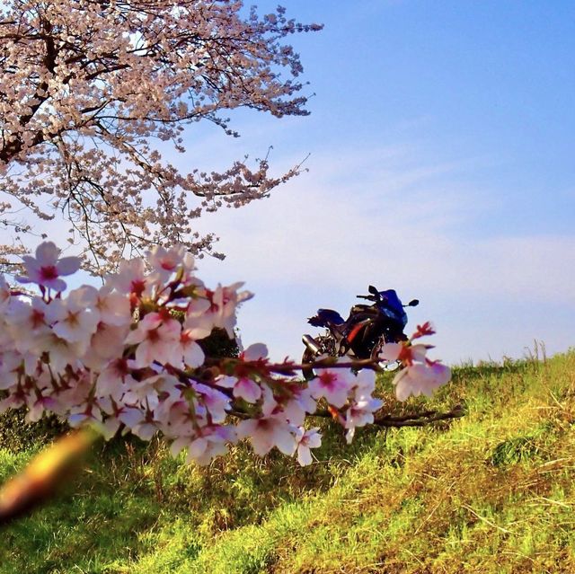 三水川桜ロード