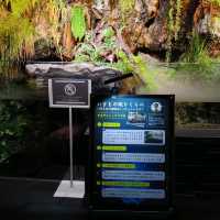 オオサンショウウオを堪能できる　京都水族館