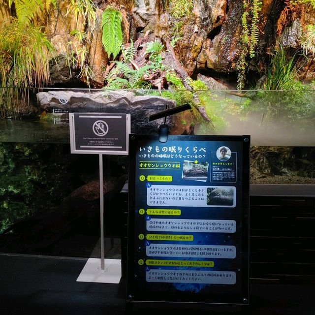 オオサンショウウオを堪能できる　京都水族館