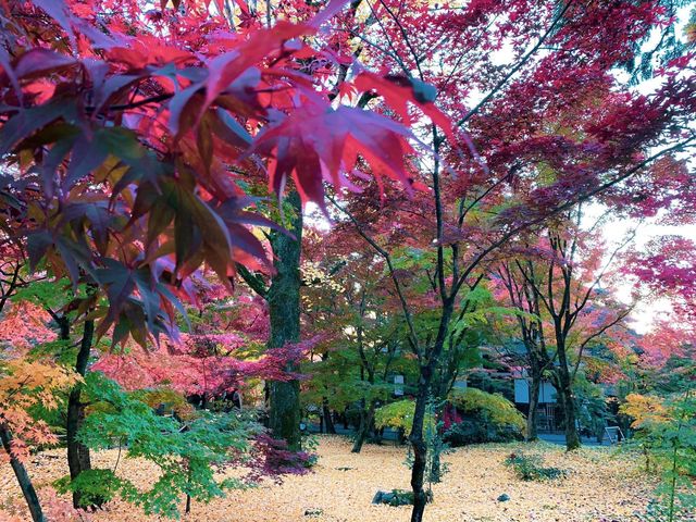 เที่ยวใบไม้เปลี่ยนสี เกียวโต วัดเอกันโดเซ็นริน 🍁⛩️